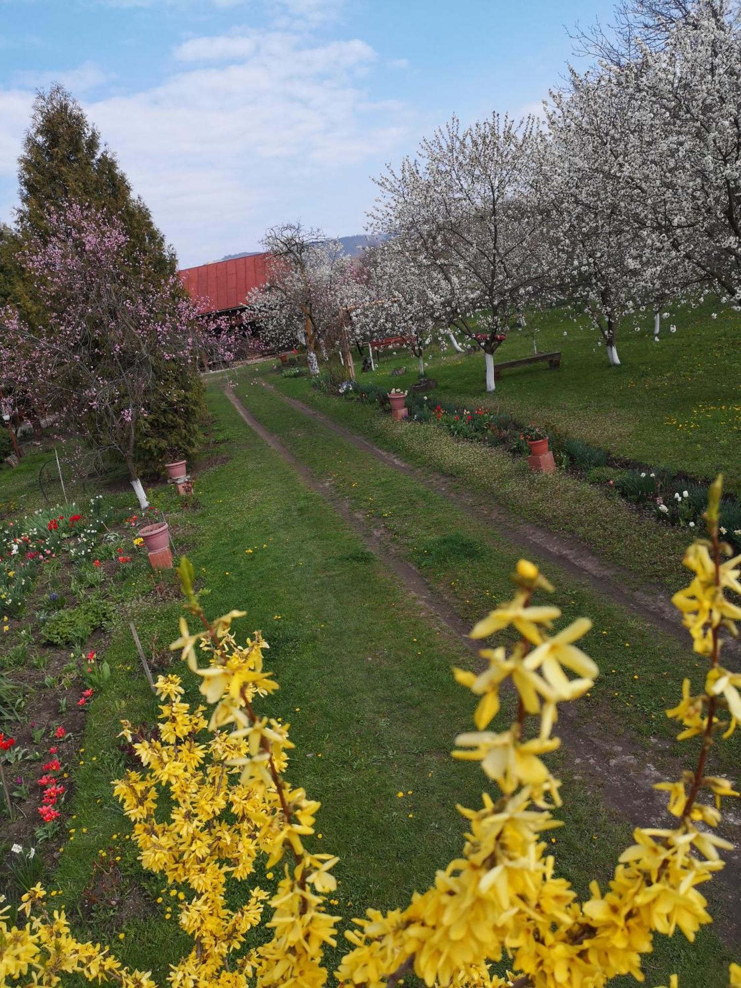 Villa Casa Livada Bunicii à Tîrgu Ocna Extérieur photo